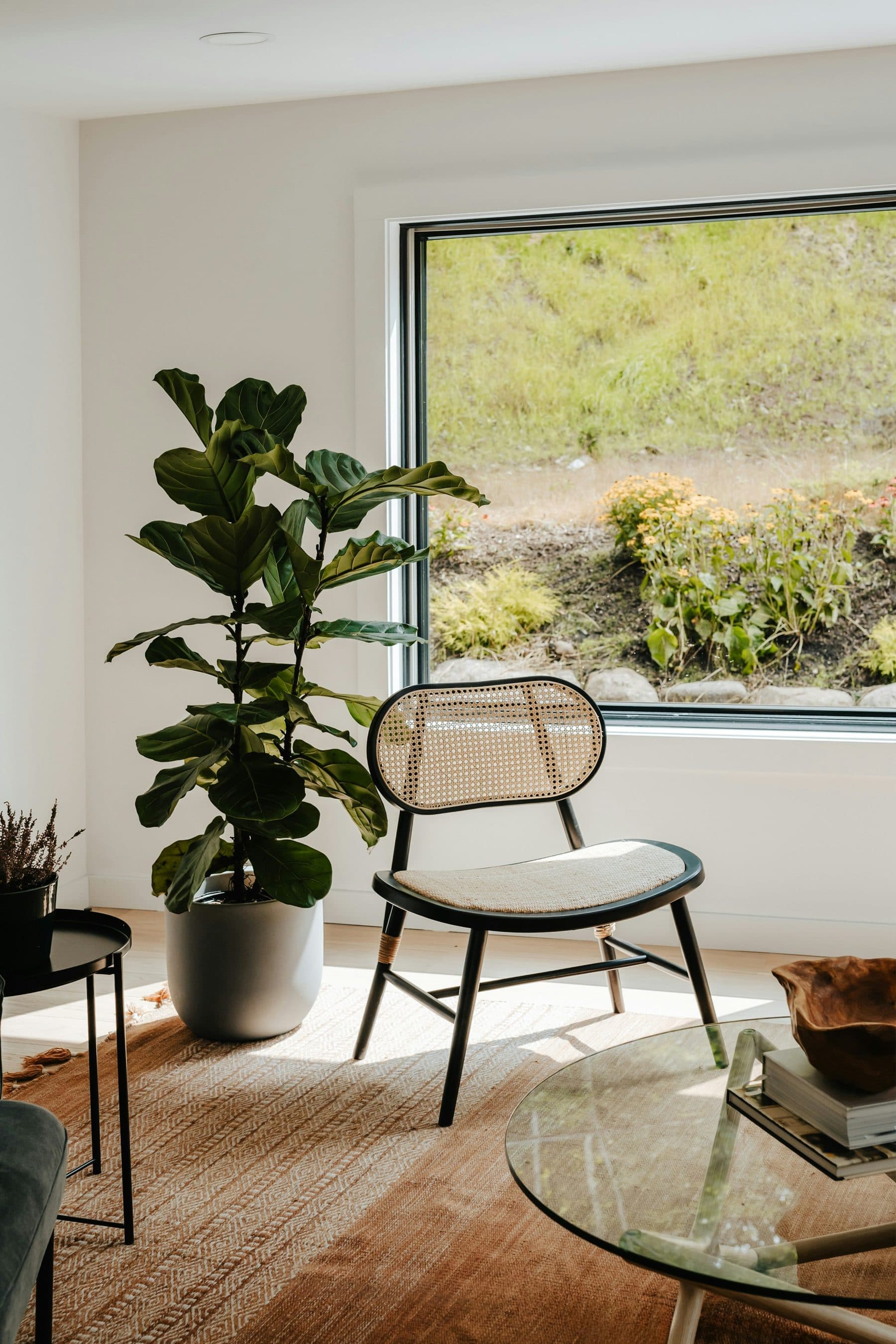 A cane chair and a fig plant beside a large window looking out on a green garden