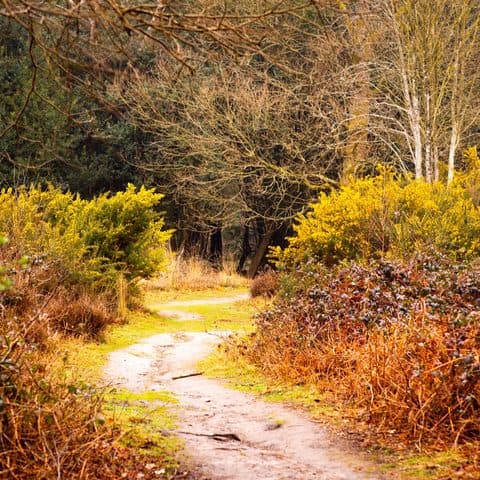 A sandy path winding through yellow gorse and birch woodland in Tunbridge Wells
